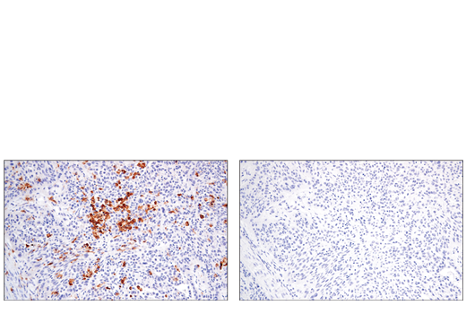 IHC-P (paraffin)